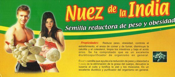 SEMENTE DE NOZ DA INDIA 12 SEMENTES (52 DIAS)